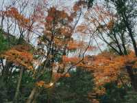 Embrace the Sacred Calm of Meiji Jingu