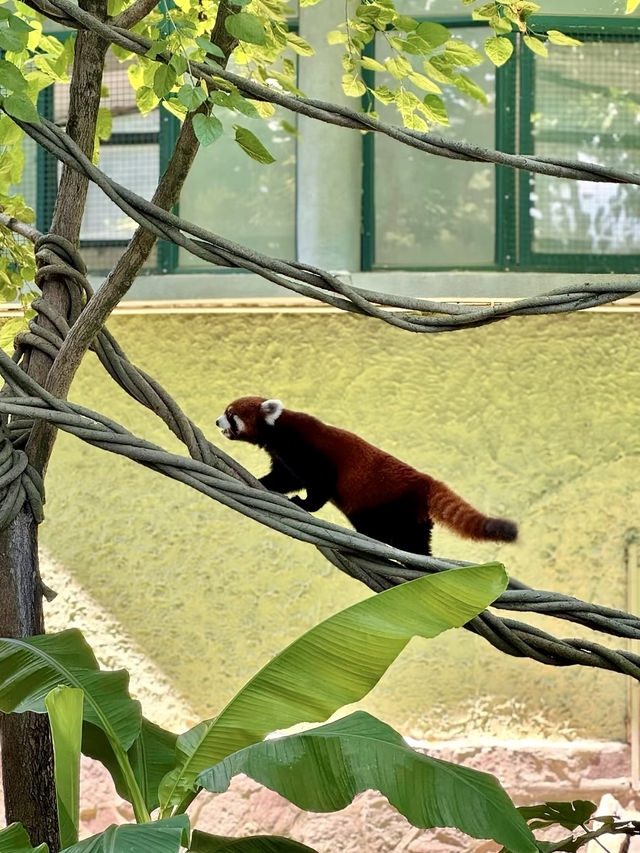 漫步自然——上海動物園的悠然探訪