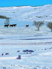 人少景美人均1k冬天到《烏蘭布統——冬季玩雪寶藏聖地》   在人們的印象中，哈爾濱的冬天總是熱鬧。