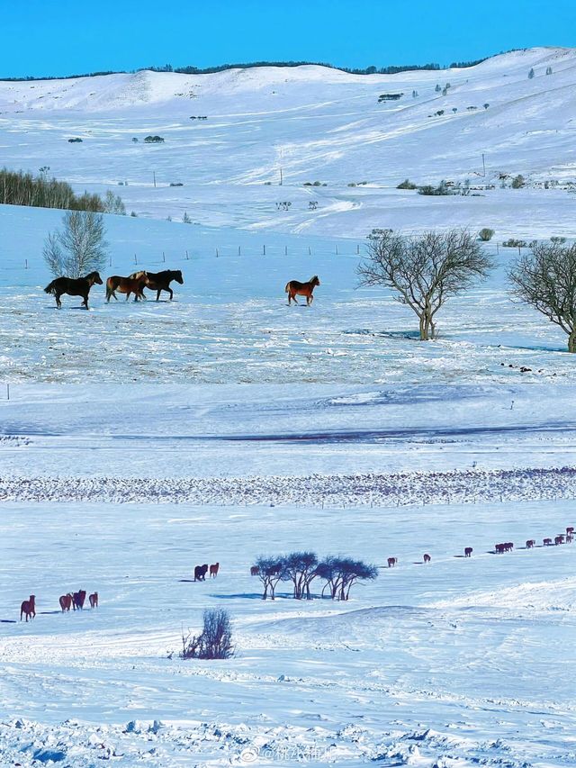 人少景美人均1k冬天到《烏蘭布統——冬季玩雪寶藏聖地》   在人們的印象中，哈爾濱的冬天總是熱鬧。