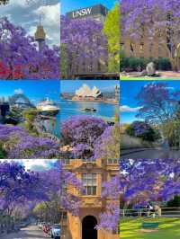 Chasing Jacarandas in Sydney