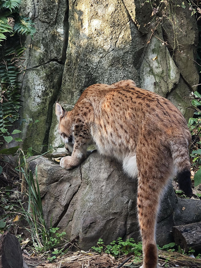 南京紅山動物園 | 誰還不知道動物園免費啦。