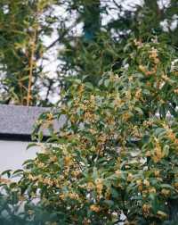 是真的！合肥駱崗公園的桂花，開出了江南味兒！