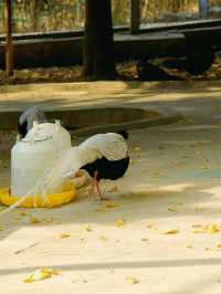 冬季反向遊 |  附鄭州動物園遊玩攻略