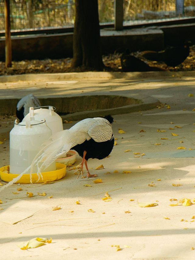 冬季反向遊 |  附鄭州動物園遊玩攻略