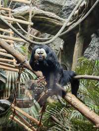 南京紅山動物園｜逛動物園是件正經事～