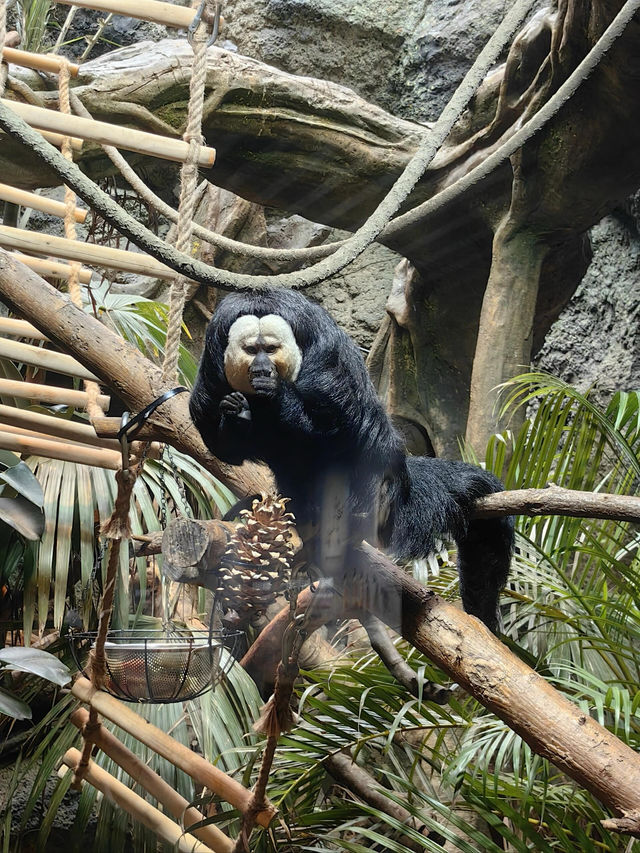 南京紅山動物園｜逛動物園是件正經事～