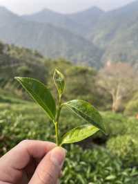 阿里山茶園遊記