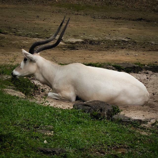 臺北市動物園｜多元化的園區｜