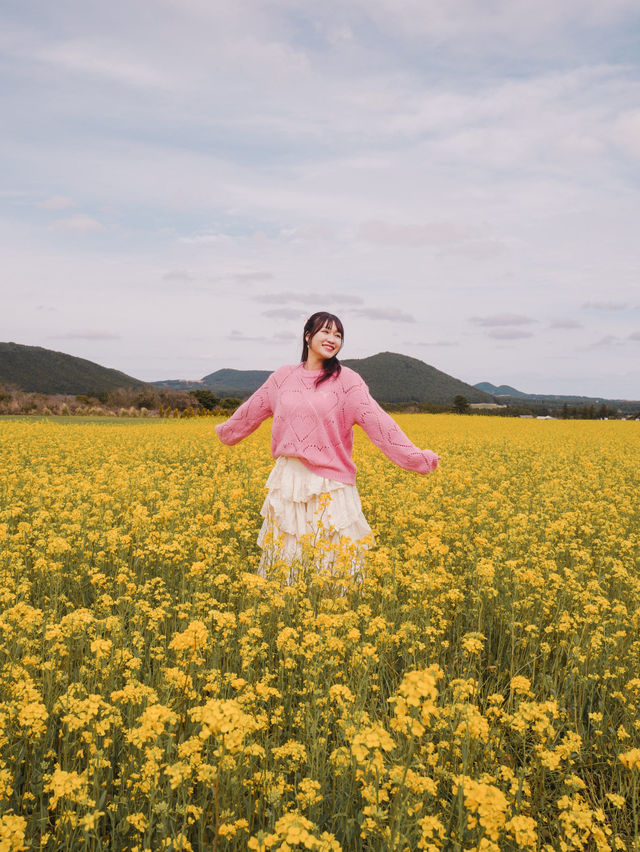 🇰🇷濟州島無邊際鬱金香+油菜花花海🌷🌼