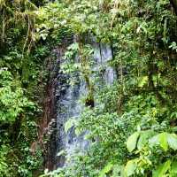 "Exploring the Enchanting Forest Views of Mount Kinabalu"