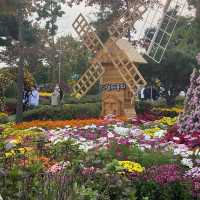 Chrysanthemum festival - most beauty season 