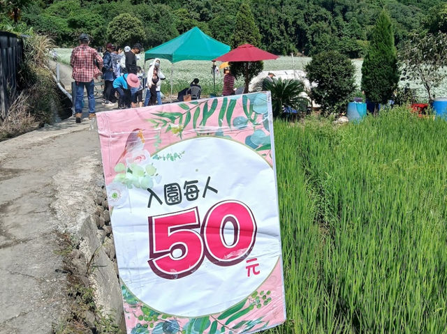 大溪韭菜花田