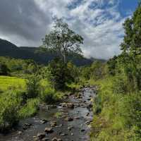 Discover the Enchanting Beauty of Springbrook National Park