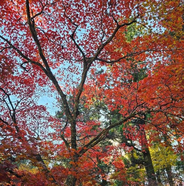 紅楓季書寫山處處美景〔圓教寺事務所〕