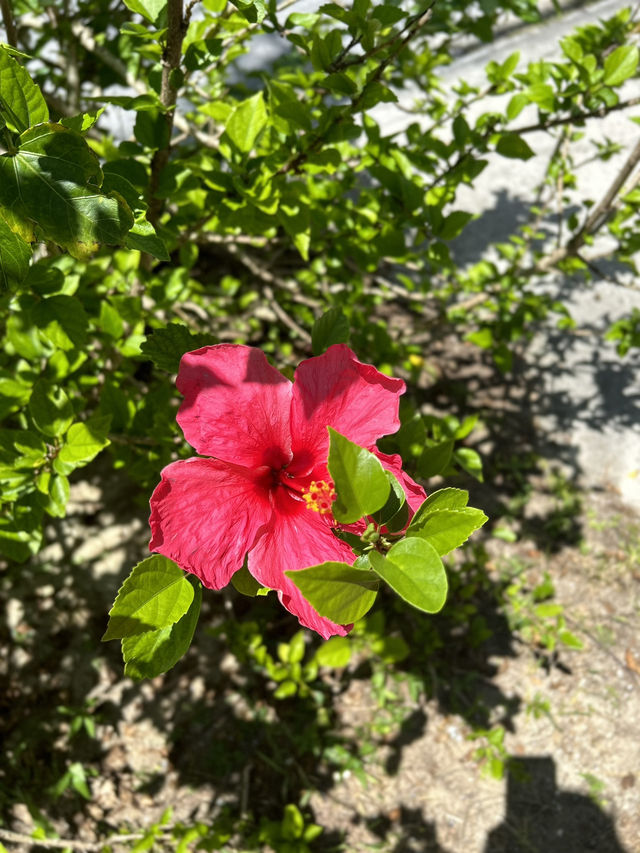 【渡嘉敷】驚くほど透明な海で癒しのひとときを🏝️