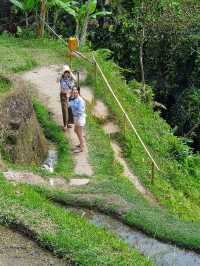 Bali rice terraces 