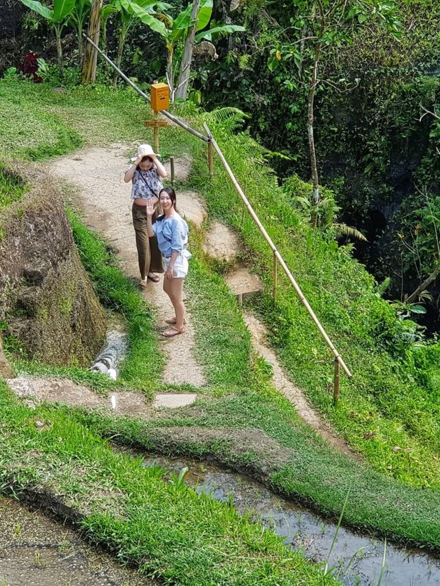 Bali rice terraces 