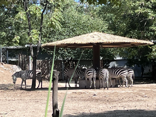 中國開放最早的動物園——北京動物園