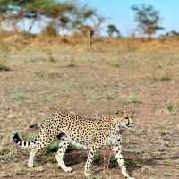 Serengeti national park Tanzania 