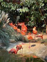 江蘇南京紅山動物園｜城市中的野生王國。