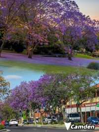 Where to See Jacarandas in Sydney