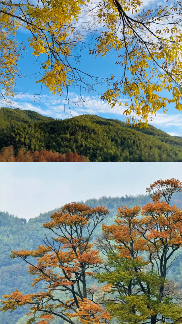 賞秋天花板四明山。