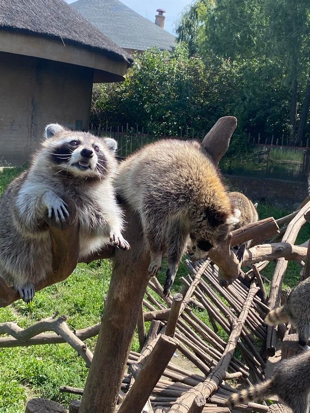 黑龍江齊齊哈爾|龍沙動植物園•看看可愛的小動物們