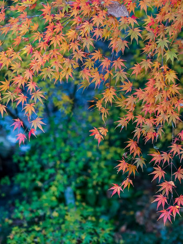 今天5點起來衝了永福寺跟風的結果…