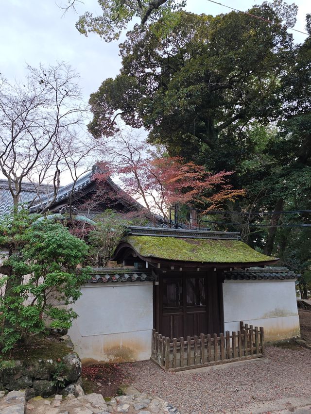 冬天的春日大社：奈良的神秘與幽默