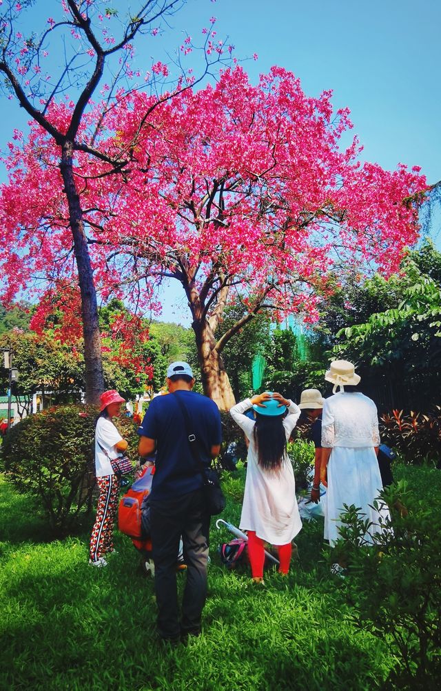 聚芳園·麓湖｜新年登高處