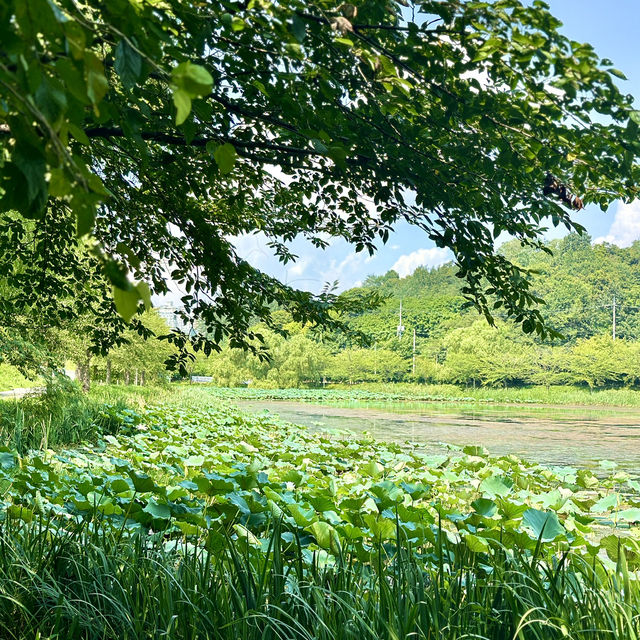 보랏빛 맥문동과 함께 산책할 수 있는 호수공원