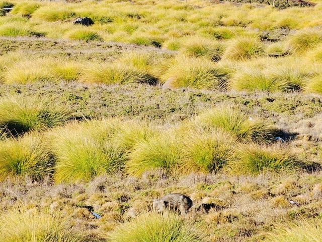 Wombat Spotting Under Cradle Mountain: A Wildlife Adventure!