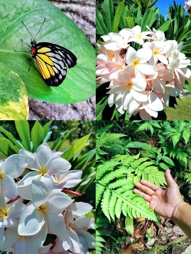 A lovely walk in Gunung Ledang National Park, a famous & beautiful park in Tangkak.