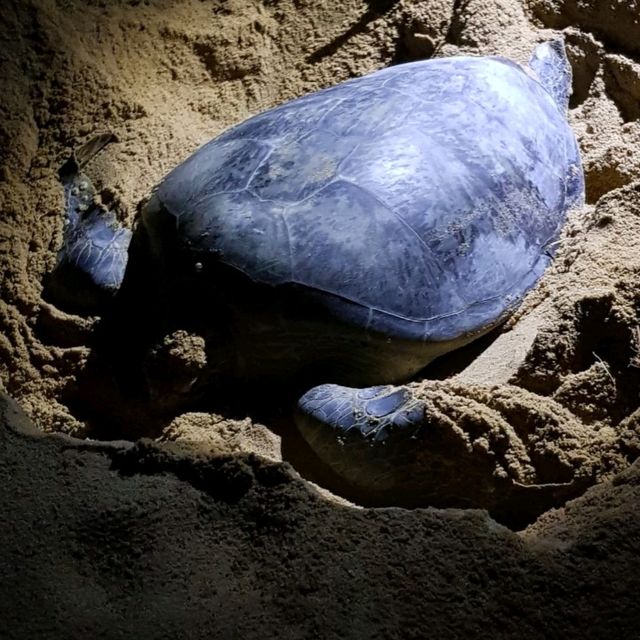 Sea Turtle laying eggs