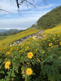 ทุ่งดอกบัวตอง | แม่ฮ่องสอน ⛰️🌼🌿🌳