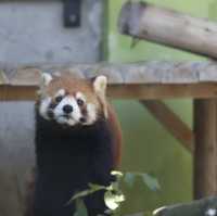 福岡市動植物園，適合約會、親子旅遊的景點