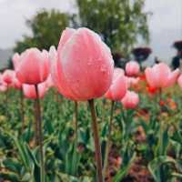 MESMERISING VIEW OF 73 VARIETIES OF TULIPS.