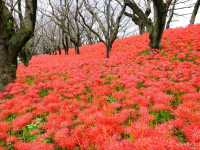 【埼玉県】埼玉屈指の花の名所！四季折々の花が楽しめる「幸手権現堂桜堤」