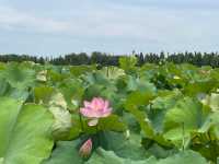 上海青西郊野公園｜上海避暑的水上自然園與綠野仙蹤