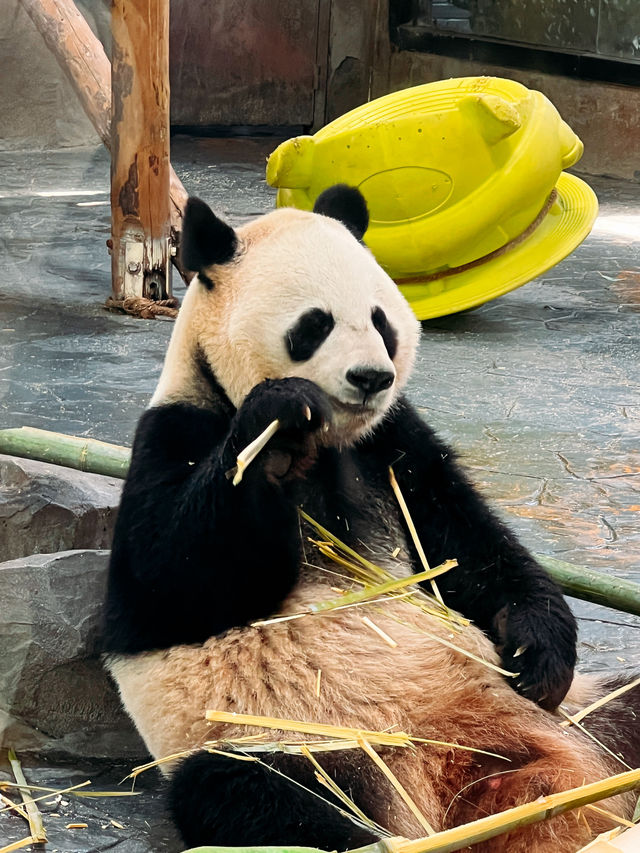 與動物的約會｜上海野生動物園。