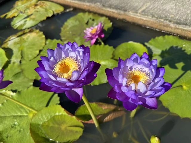 華南植物園。