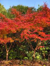 蘇州紅楓葉新去處