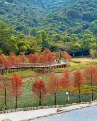 深圳頭陂公園，落羽杉紅透的小眾仙境