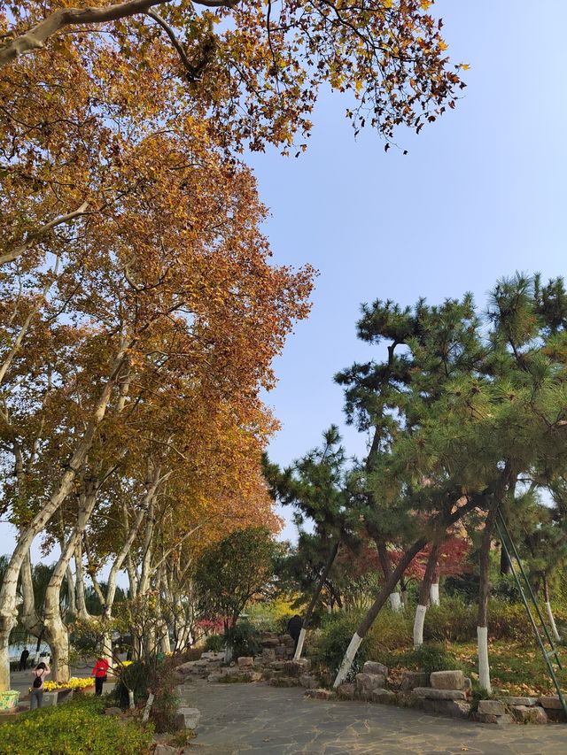 一園盡賞秋——玄武湖公園來南京市民公園感受生命力