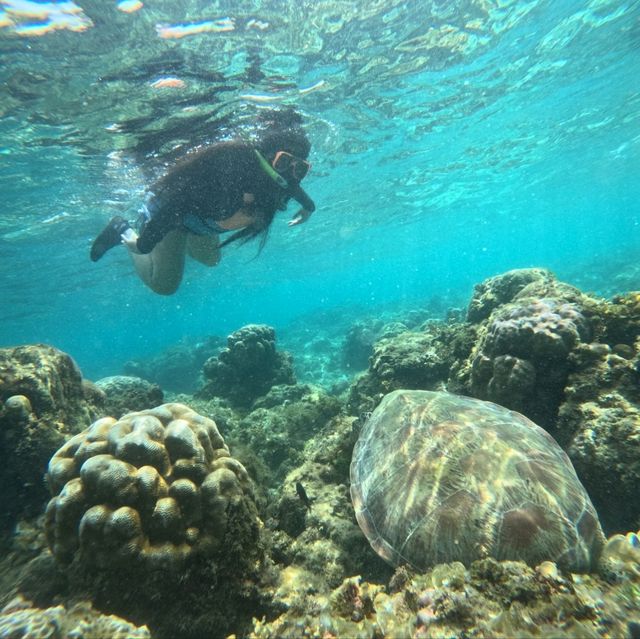 MoalBoal, Cebu sardines and turtle