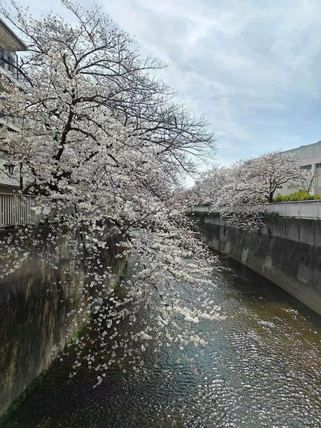 春風之中，櫻花浪漫