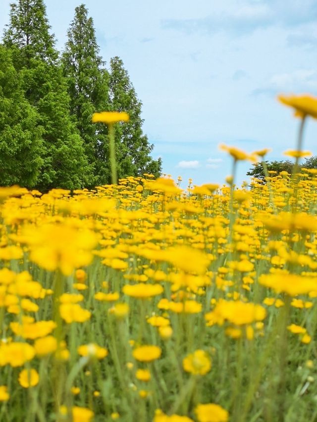 【三重】季節のお花が楽しめるハーブ園