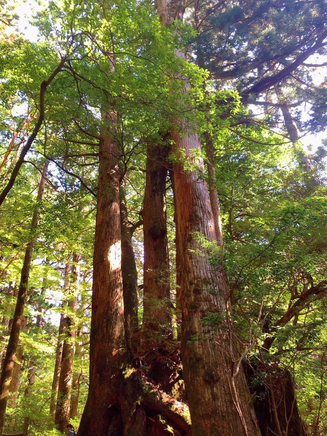 一度は行きたい世界遺産🌲屋久島🌲