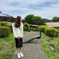 全自助式的動物園